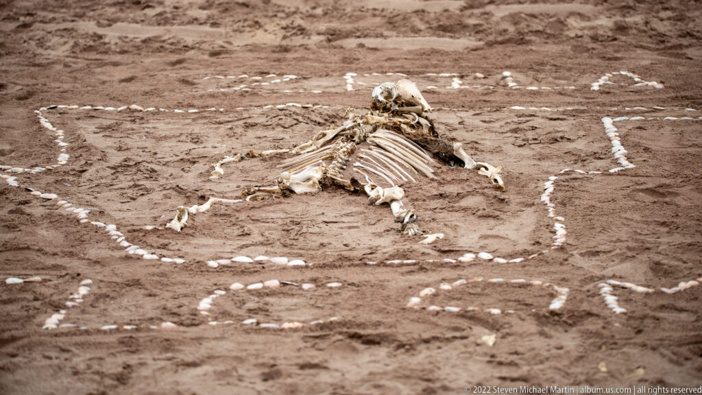 Large mammal skeleton lying on dark sand inside an outline made from pale stones.