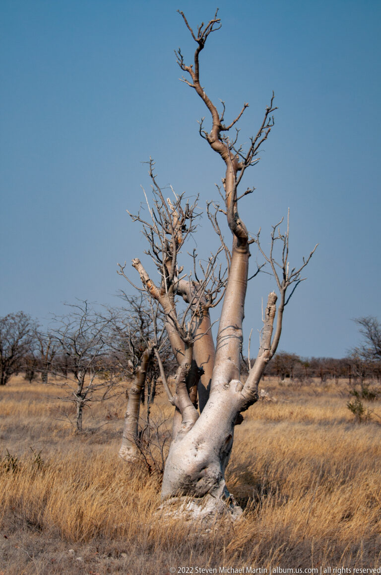 Large leafless pale-trunked tree with twisting branches standing in golden dry grassland beneath a blue sky.
