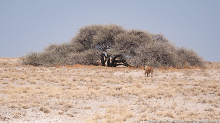 Distant lion near a broad low tree in pale dry grassland, with open sky and sparse vegetation around it.