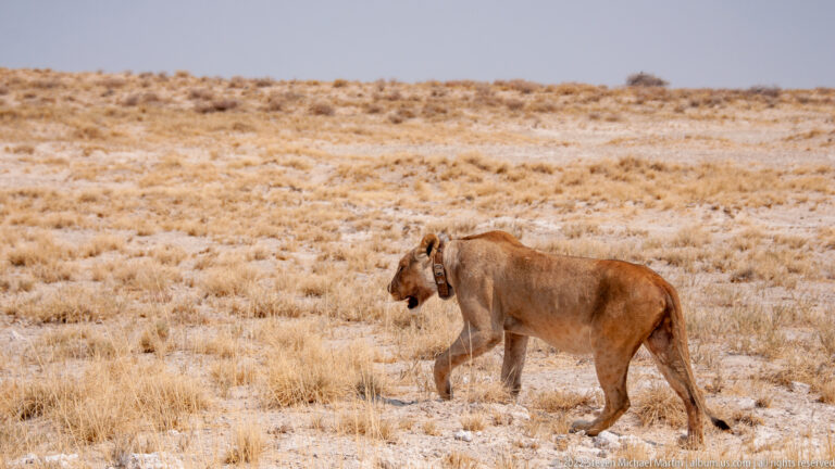 Adult tawny lioness walking in profile through pale dry grassland near Etosha Pan.