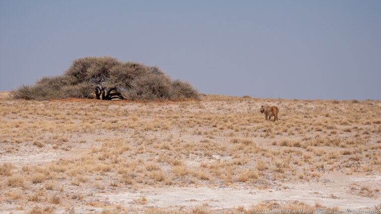 Small distant lion crossing pale grassland beside a broad-canopied tree under an open blue-gray sky.
