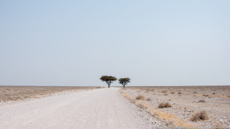 Straight pale gravel road crossing flat arid terrain toward two isolated trees on the horizon.