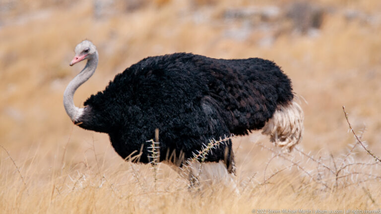 Male common ostrich in profile with black body, white wing and tail feathers, long gray neck, and pinkish bill.