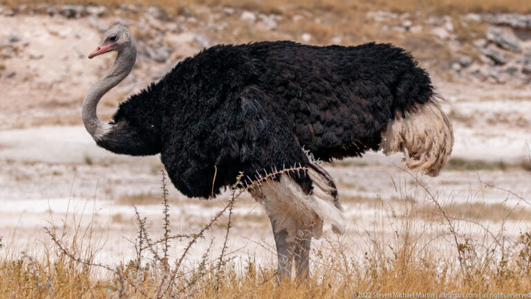Male common ostrich with black plumage and pale tail feathers, head and curved neck lowered toward dry grass.