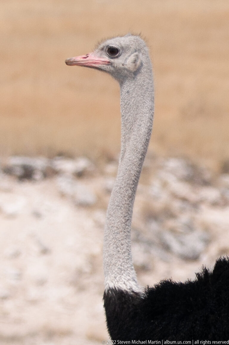 Close profile of a common ostrich head and gray neck with large dark eye, pink bill, and black body feathers.