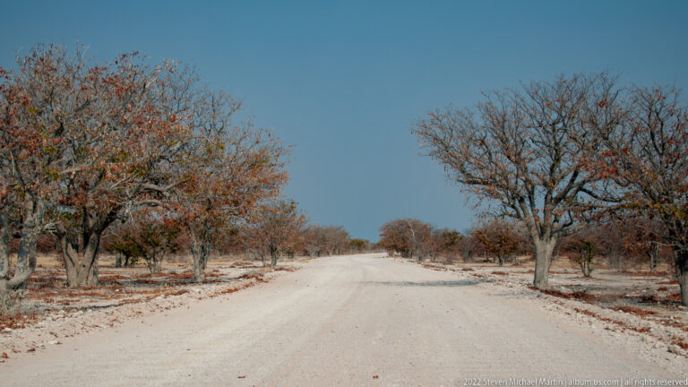 Straight pale gravel road bordered by dry woodland and sparse reddish foliage under a deep blue sky.