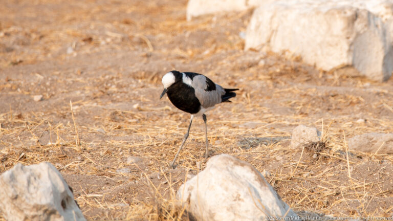 Blacksmith lapwing standing among pale rocks, showing bold black-and-white head, breast, and wing pattern.