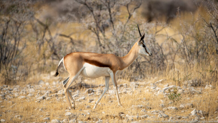 Springbok walking in profile through dry thorn scrub, with curved horns, dark face stripe, brown flank band, and white belly.