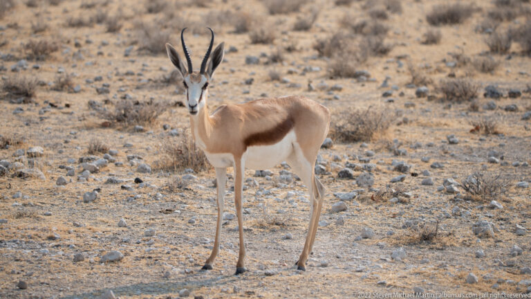 Alert springbok standing on pale rocky ground with upright ears, curved horns, dark facial stripes, and white underparts.