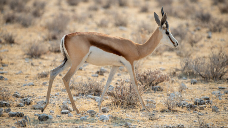 Springbok striding in profile across pale stony savanna with curved horns and sharply patterned brown-and-white coat.