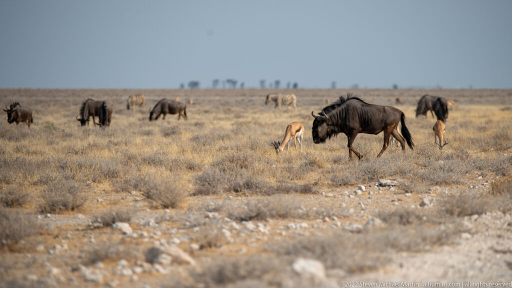 Blue wildebeest scattered across dry grassland, with one dark adult walking in the foreground and others behind.