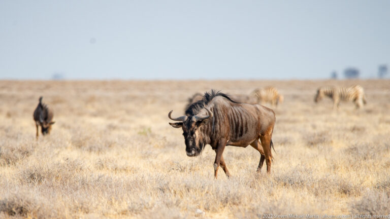 Blue wildebeest walking through pale grassland with several grazing zebras blurred in the background.
