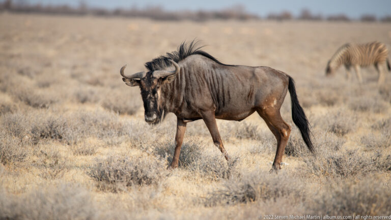 Adult blue wildebeest walking in profile through low gray scrub, with a blurred zebra in the background.