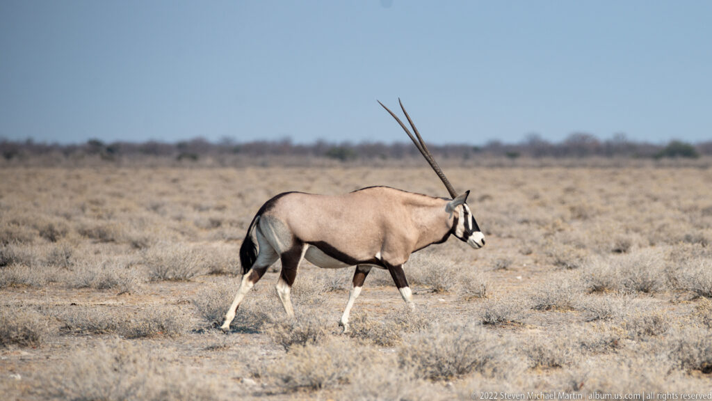 Gemsbok walking in profile across open scrubland with very long straight horns and black-and-white facial markings.