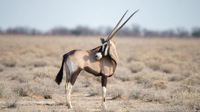 Standing gemsbok in three-quarter view with long parallel horns, black facial mask, pale body, and black tail.