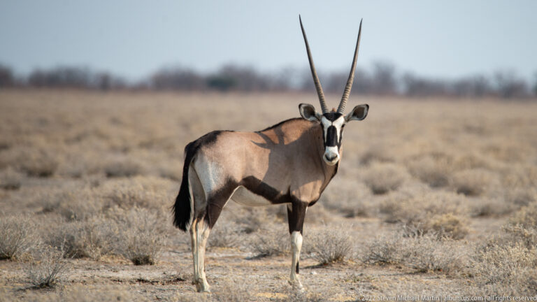 Gemsbok facing forward with two long straight horns, symmetrical black-and-white face markings, and pale gray-brown coat.