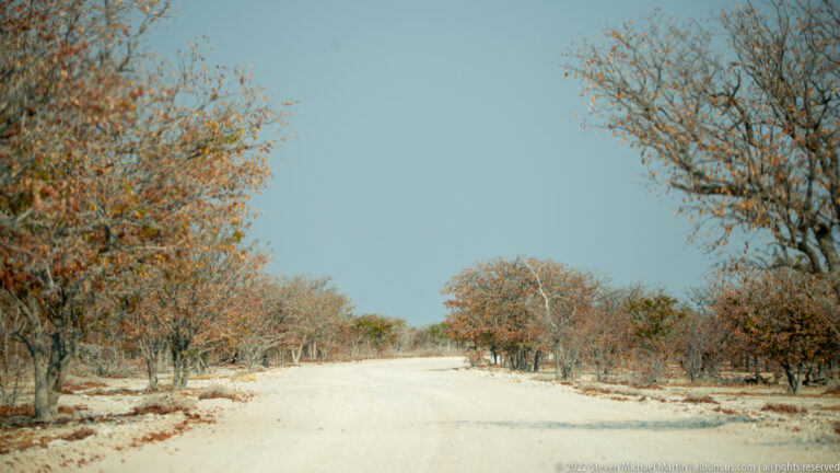 Pale gravel road running through dry woodland, bordered by mature trees with sparse warm-toned foliage beneath blue sky.