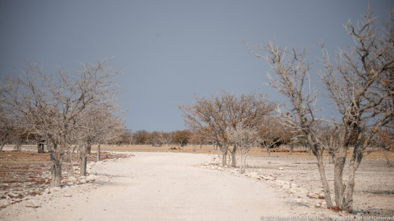 Pale gravel road bordered by sparse leafless trees and dry ground near Etosha Pan.