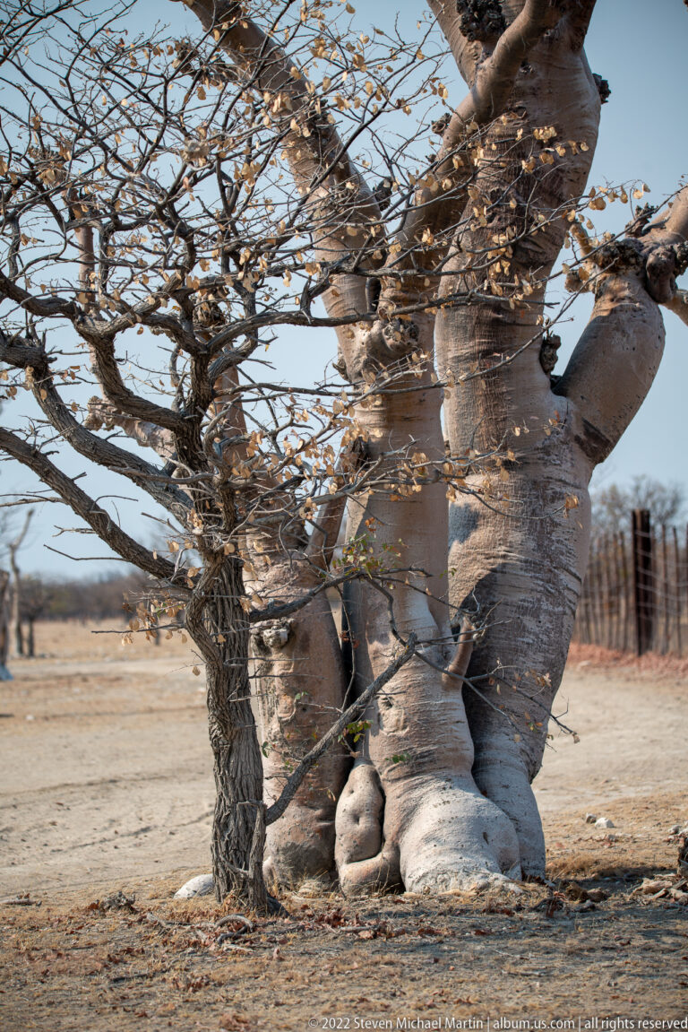 Large baobab with swollen pale trunk, thick branching limbs, and sparse leaves in dry terrain.