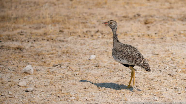 Speckled gray-brown korhaan standing upright on rocky dry ground with yellow legs visible.