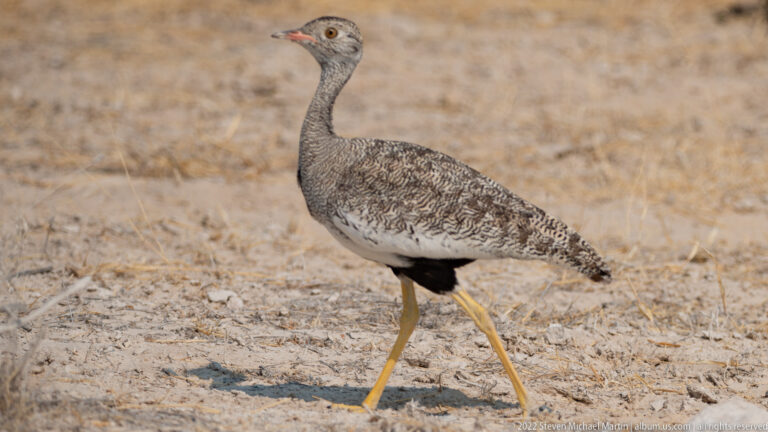 Profile of a mottled korhaan walking across dry grassland on long yellow legs.
