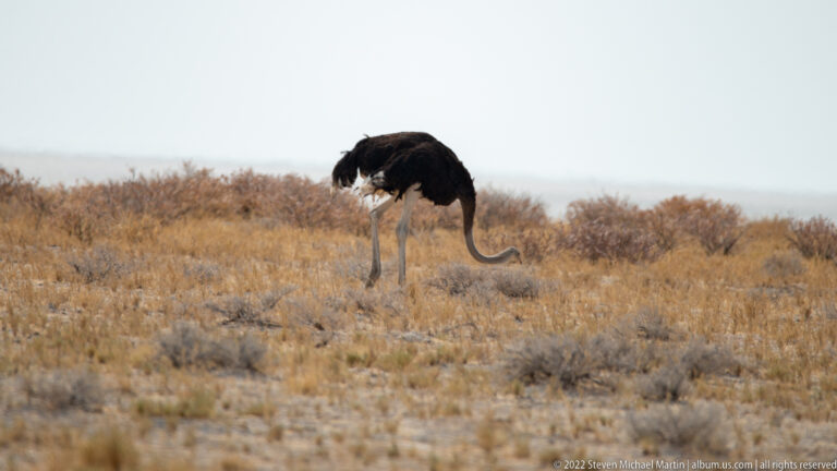 Male ostrich with black plumage bending its long neck to forage among dry grass and shrubs.