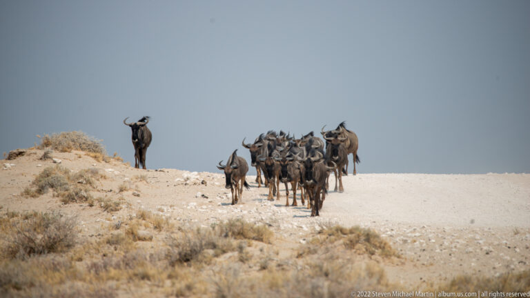 Small herd of blue wildebeest walking toward the camera across a pale open track.