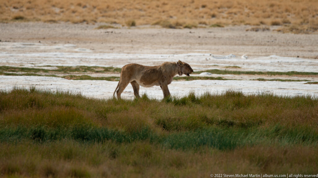 Lioness walking through green grass with the pale salt surface of Etosha Pan behind her.