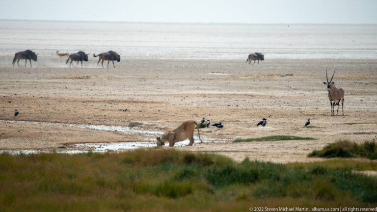 Lioness near shallow water with wildebeest, a gemsbok, and birds spread across the pale pan.