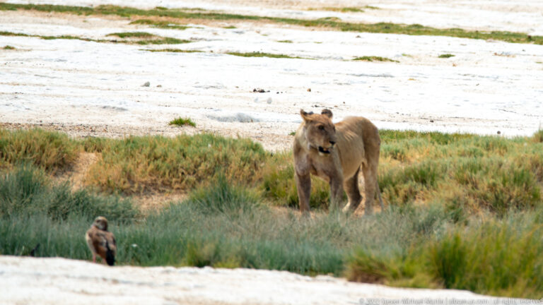 Lioness approaching through low green vegetation at the edge of the white salt pan.