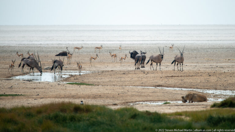 Gemsbok, wildebeest, and springbok gather near shallow water while a lioness lies at lower right.