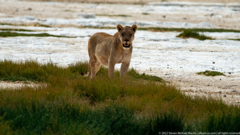 Alert lioness standing front-facing on green grass with white Etosha salt flats behind.