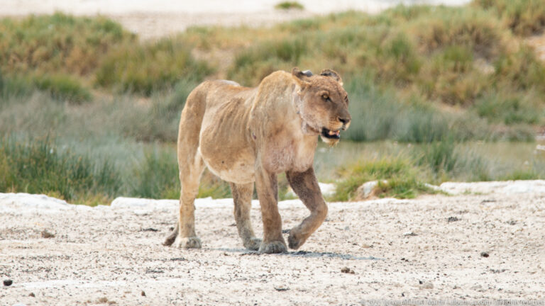 Close view of a lioness walking across pale crusted ground with one forepaw raised.