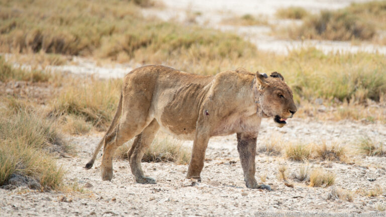Lioness walking across pale salt-crusted ground with small dark birds on and near her back.
