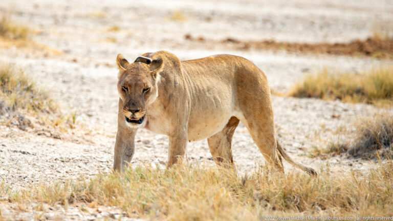 Standing lioness facing the camera with a small dark bird perched on her back.