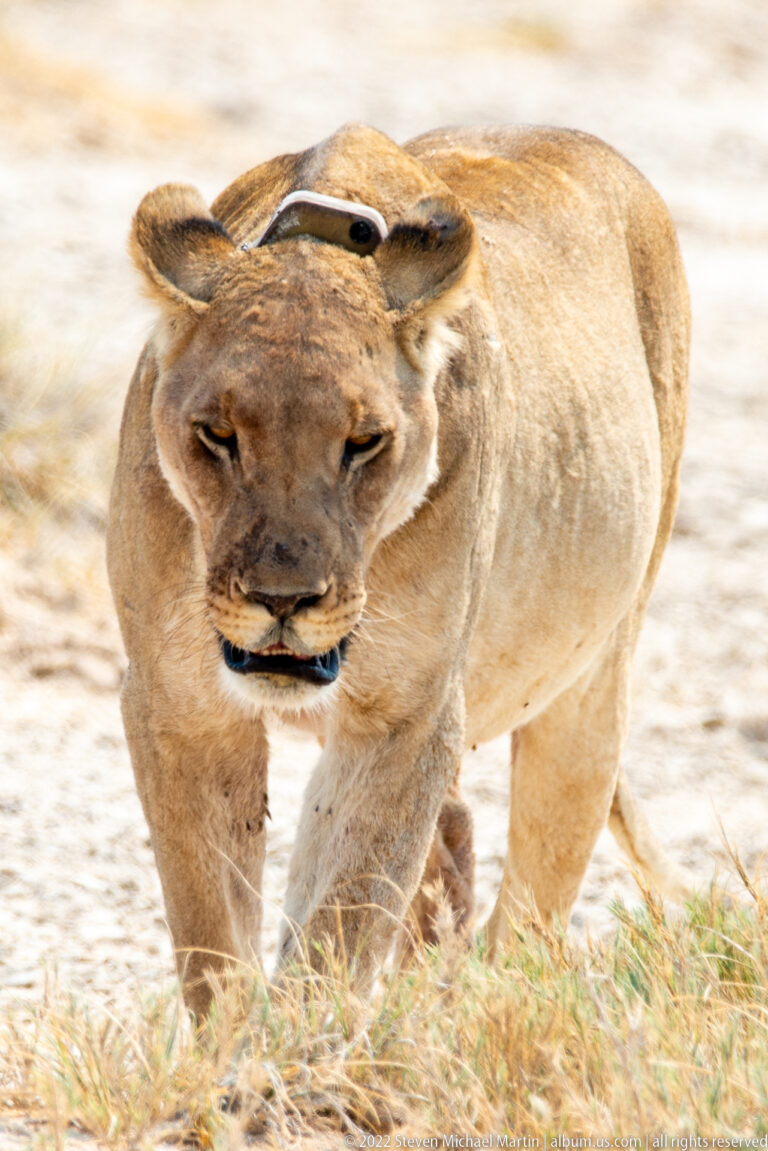 Tight frontal view of a walking lioness with a small dark bird perched along her back.