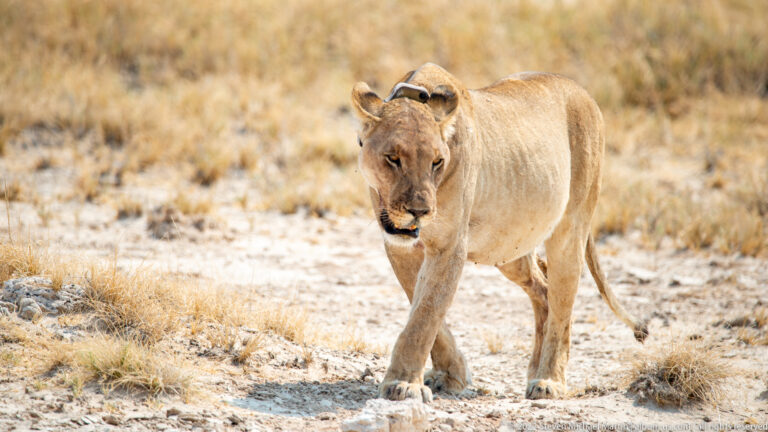 Lioness walking directly toward the camera through dry grass and pale soil.