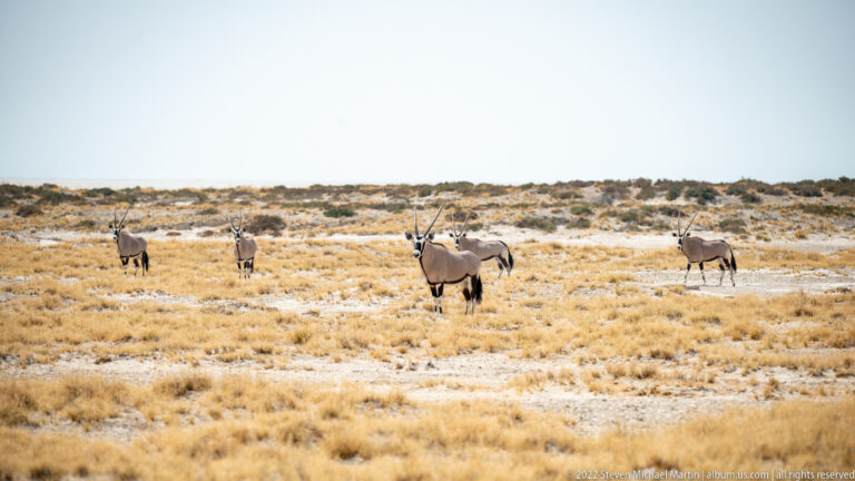 Several gemsbok spaced across open yellow grassland with pale tracks through the dry terrain.