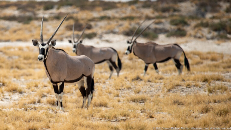 Three gemsbok in dry grass, with the nearest facing forward and two standing behind.