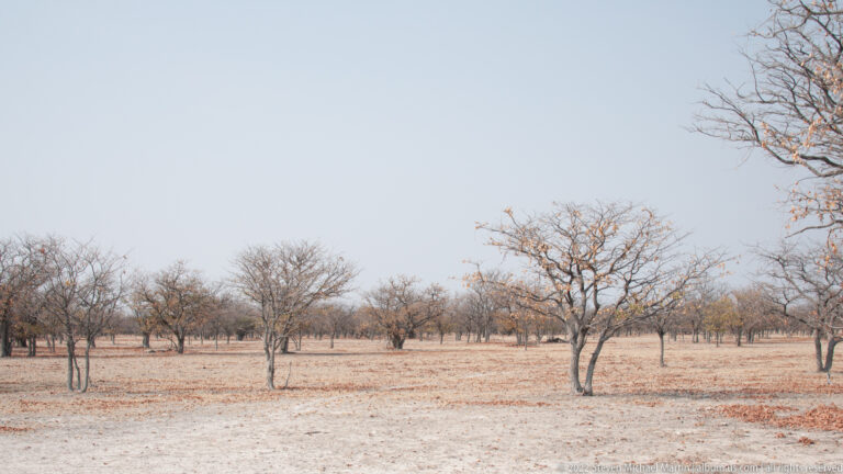 Widely spaced leaf-sparse trees across pale dry ground with scattered leaf litter near Etosha Pan.