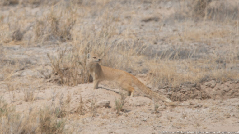 Lioness walking low through dry brush and sandy ground, partly concealed by vegetation.