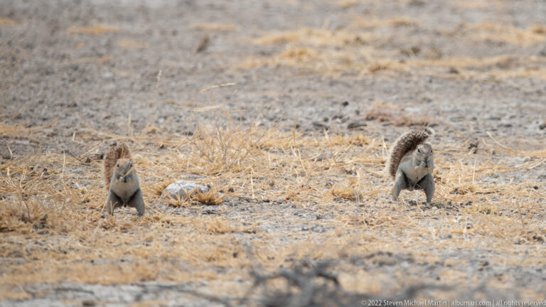 Two ground squirrels spaced apart on bare dry ground with bushy tails raised behind them.