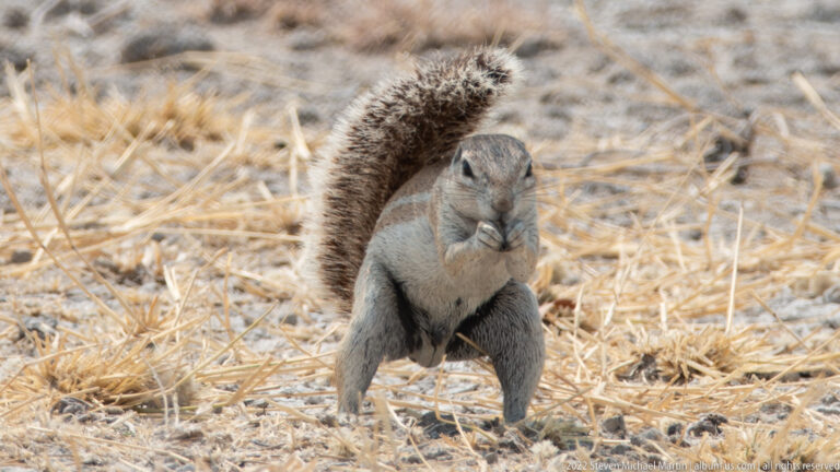 Close ground squirrel standing upright with forepaws tucked and bushy tail arched behind.