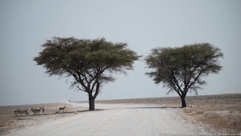 Straight pale gravel road passing between two broad-canopied trees, with small antelope at left.