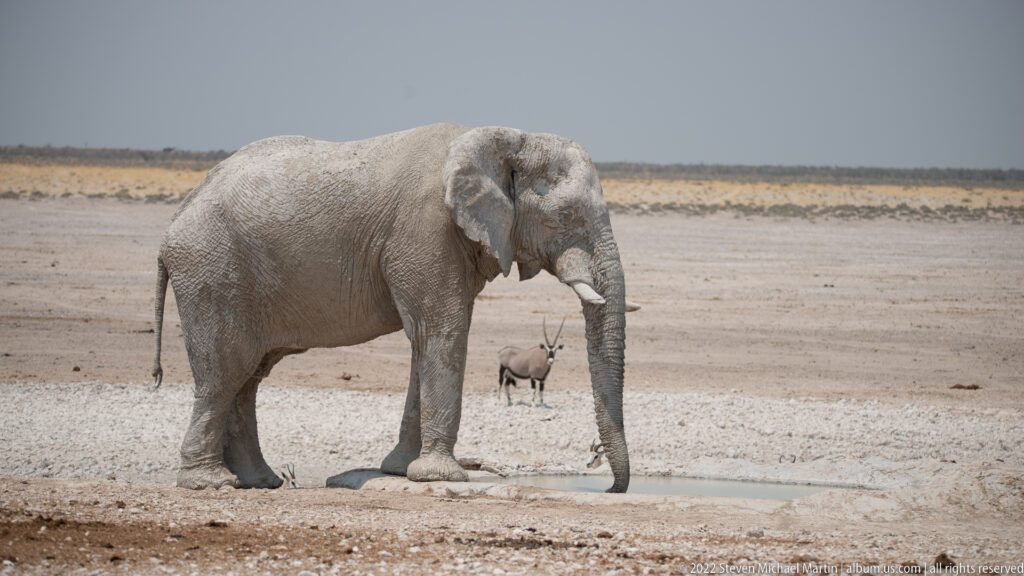 Dust-coated African elephant beside a small waterhole, with a distant gemsbok visible behind.