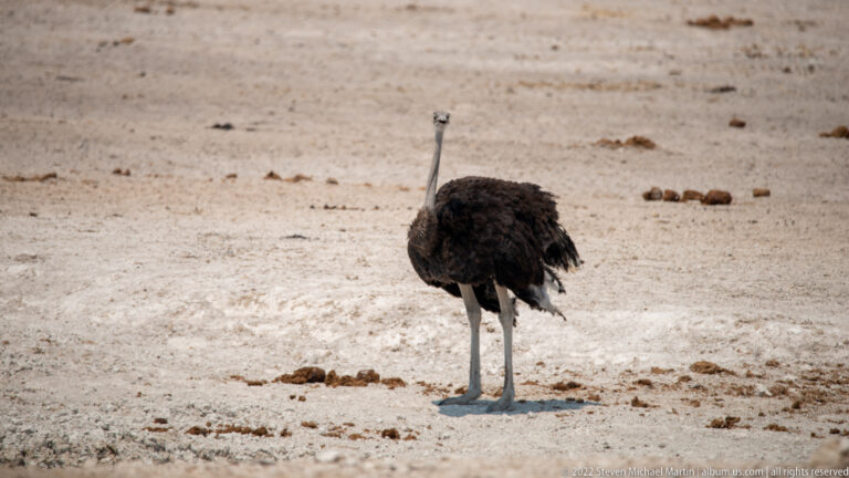 Rear view of an ostrich standing on bare pale ground with its long neck raised.