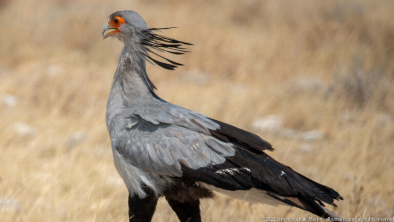 Close profile of a secretarybird with gray plumage, black crest feathers, and orange-red facial skin.