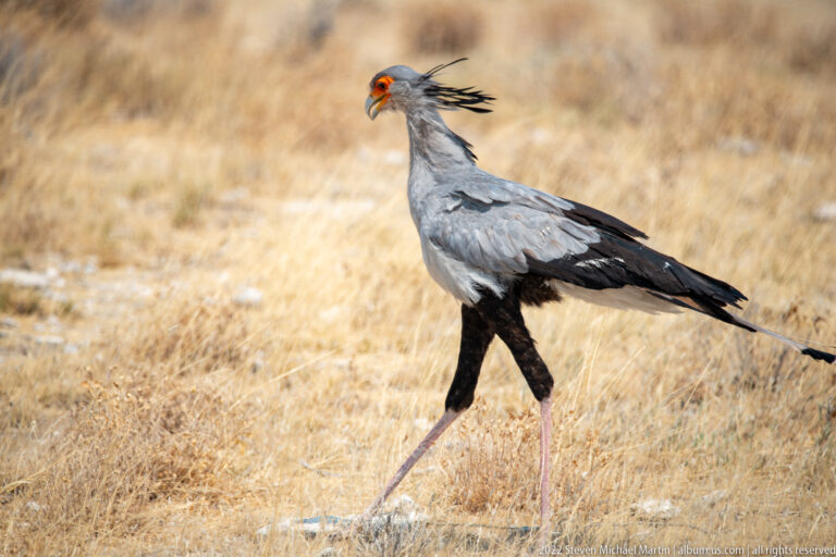 Full-body secretarybird walking through dry grass on long legs with black crest and tail feathers.