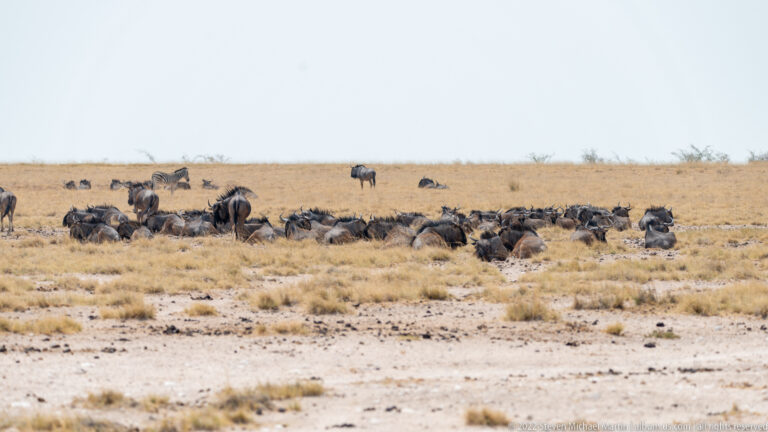 Large herd of blue wildebeest clustered densely in a shallow grassy depression.
