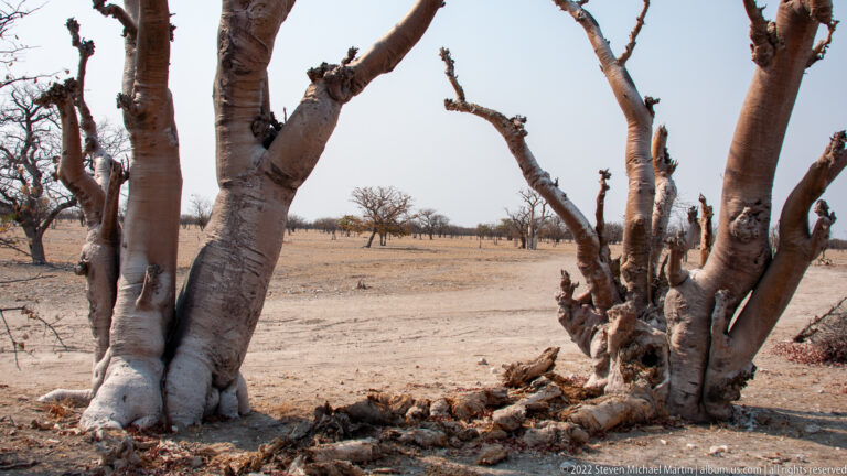 Massive pale-barked multi-stem tree with broken twisting branches on dry open ground near Etosha Pan.